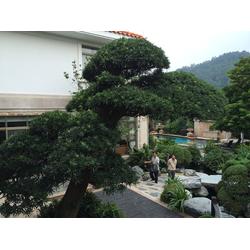 廣州市施工隊(duì)產(chǎn)業(yè)鏈 批發(fā)、供應(yīng)與廠家的園林綠化工程全景解析